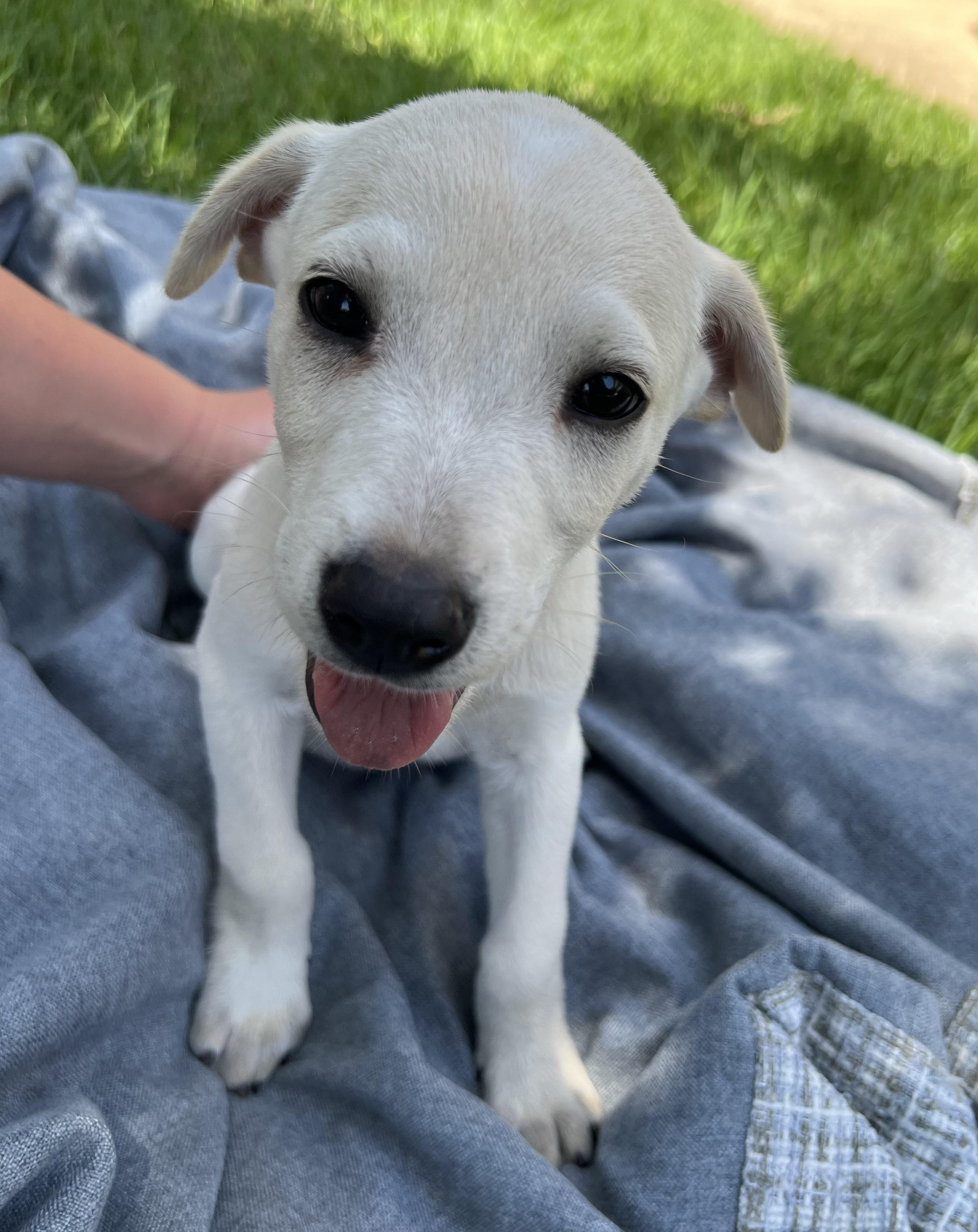 Puppy Pete, a Adoptable mixed breed in Austin, TX image 3/3