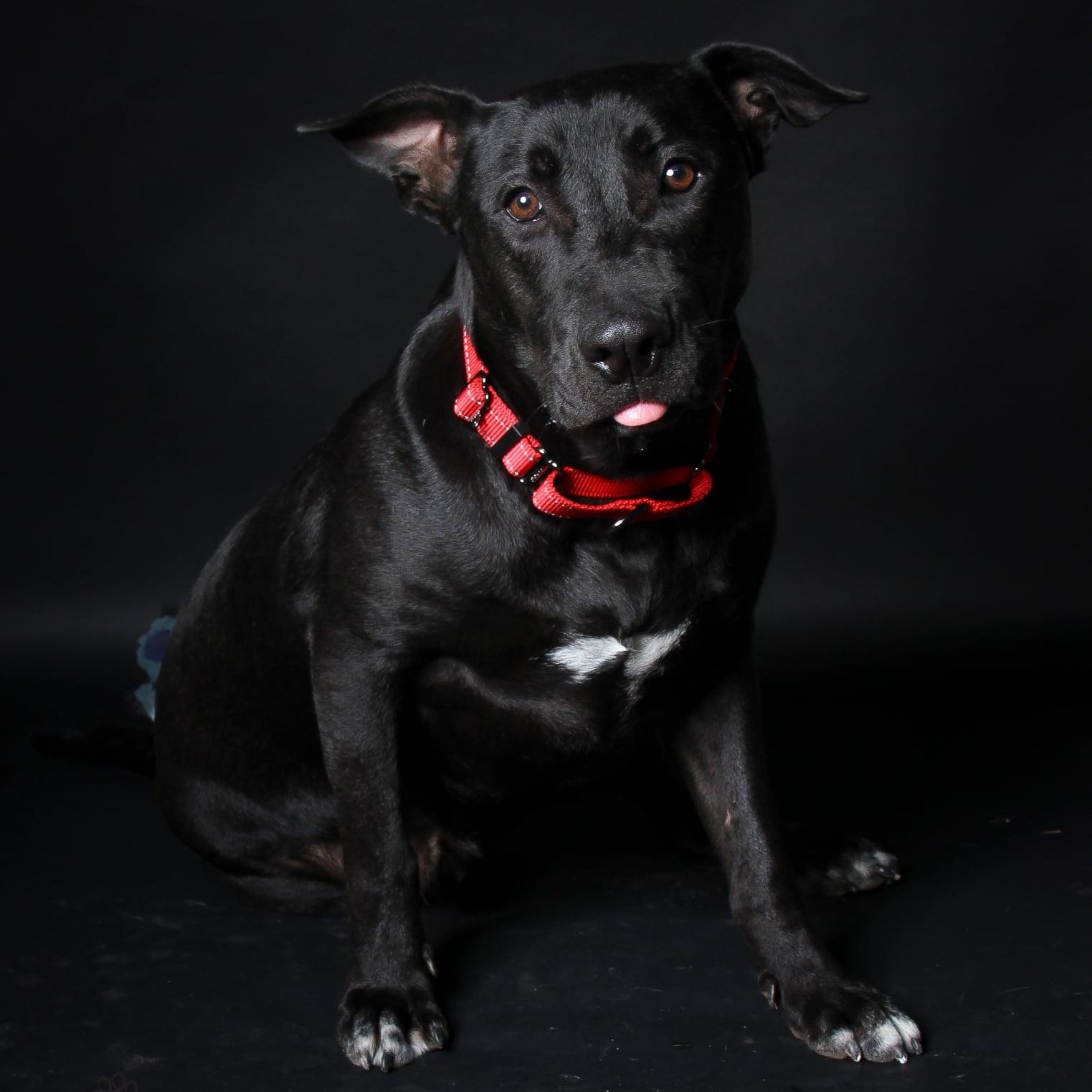 PJ, Adoptable, Young Male Black Labrador Retriever.