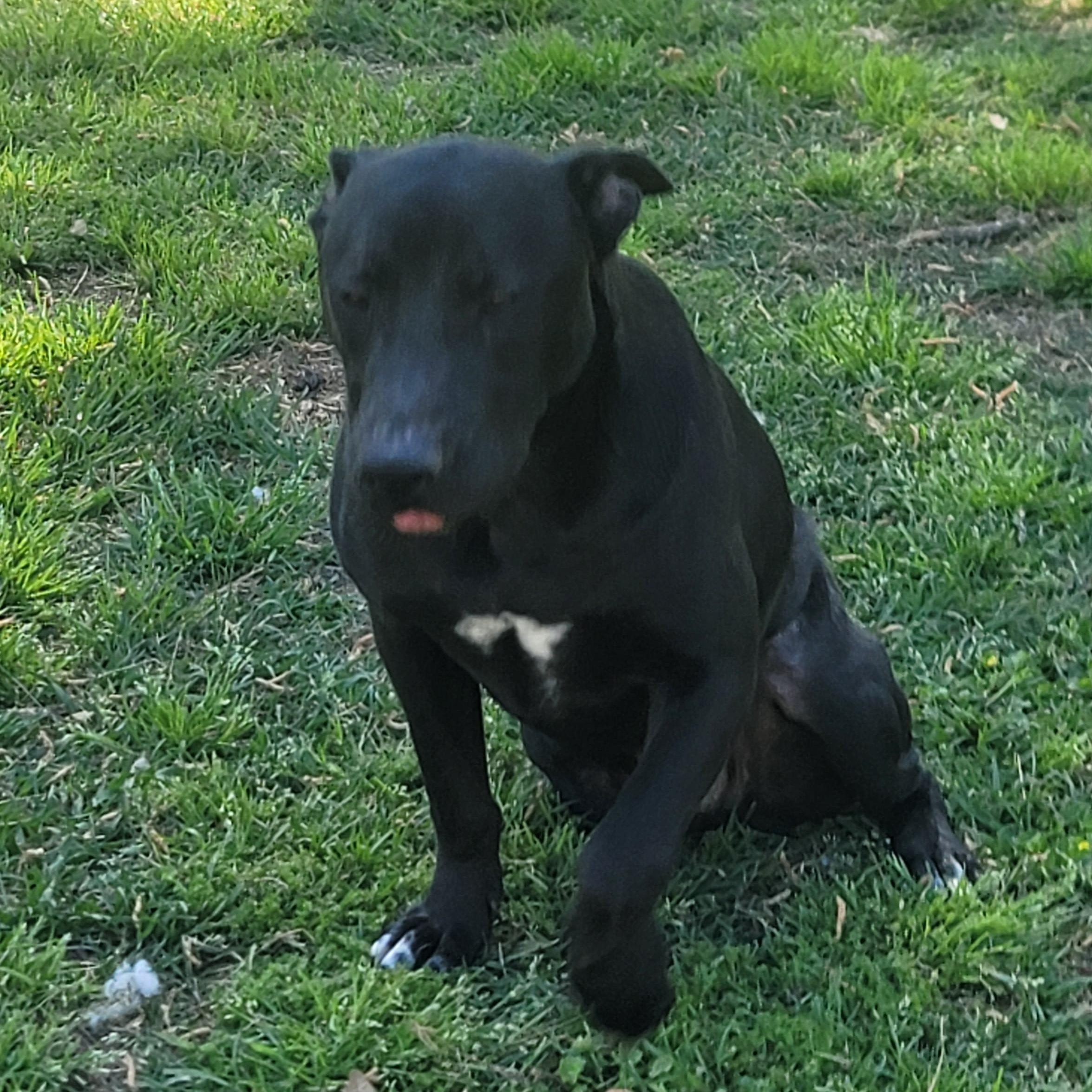 Enlarge PJ, a Adoptable mixed breed in Pluckemin, NJ image 2/5