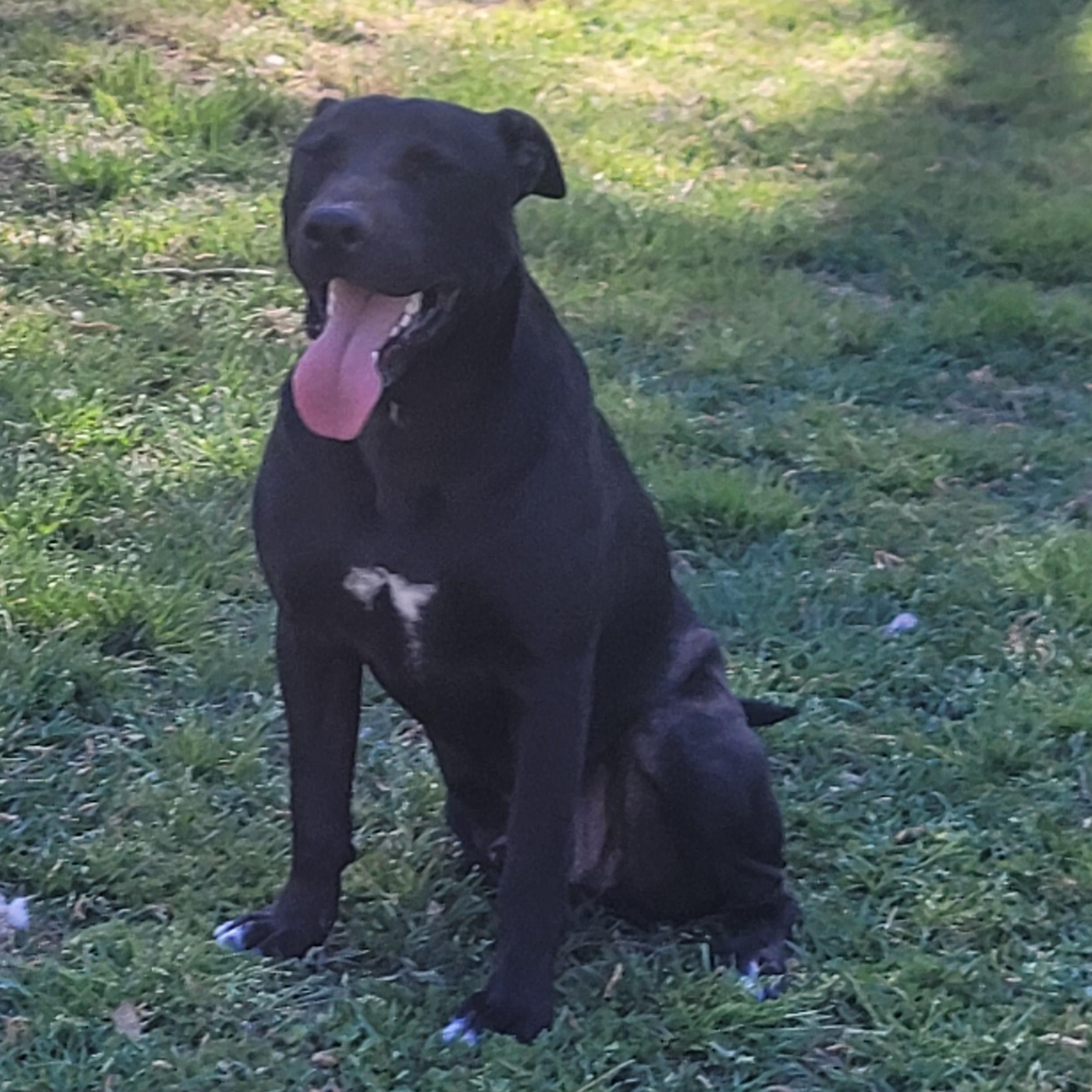 Enlarge PJ, a Adoptable mixed breed in Pluckemin, NJ image 4/5