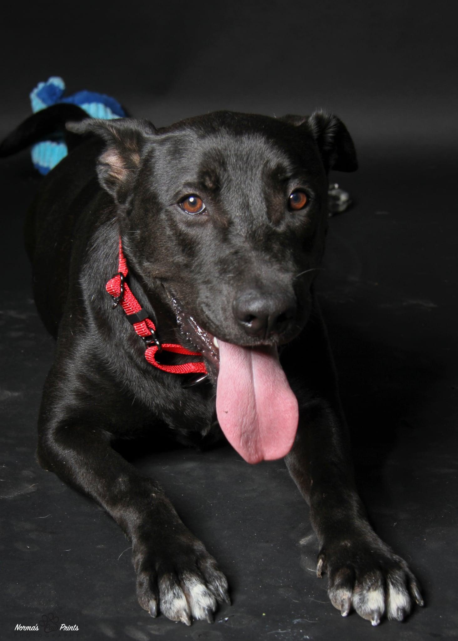 Enlarge PJ, a Adoptable mixed breed in Pluckemin, NJ image 5/5