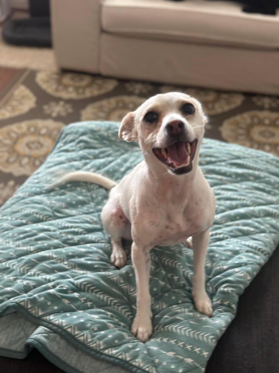 Kismet, a ADOPTABLE Chihuahua in San Diego, CA image 2/4