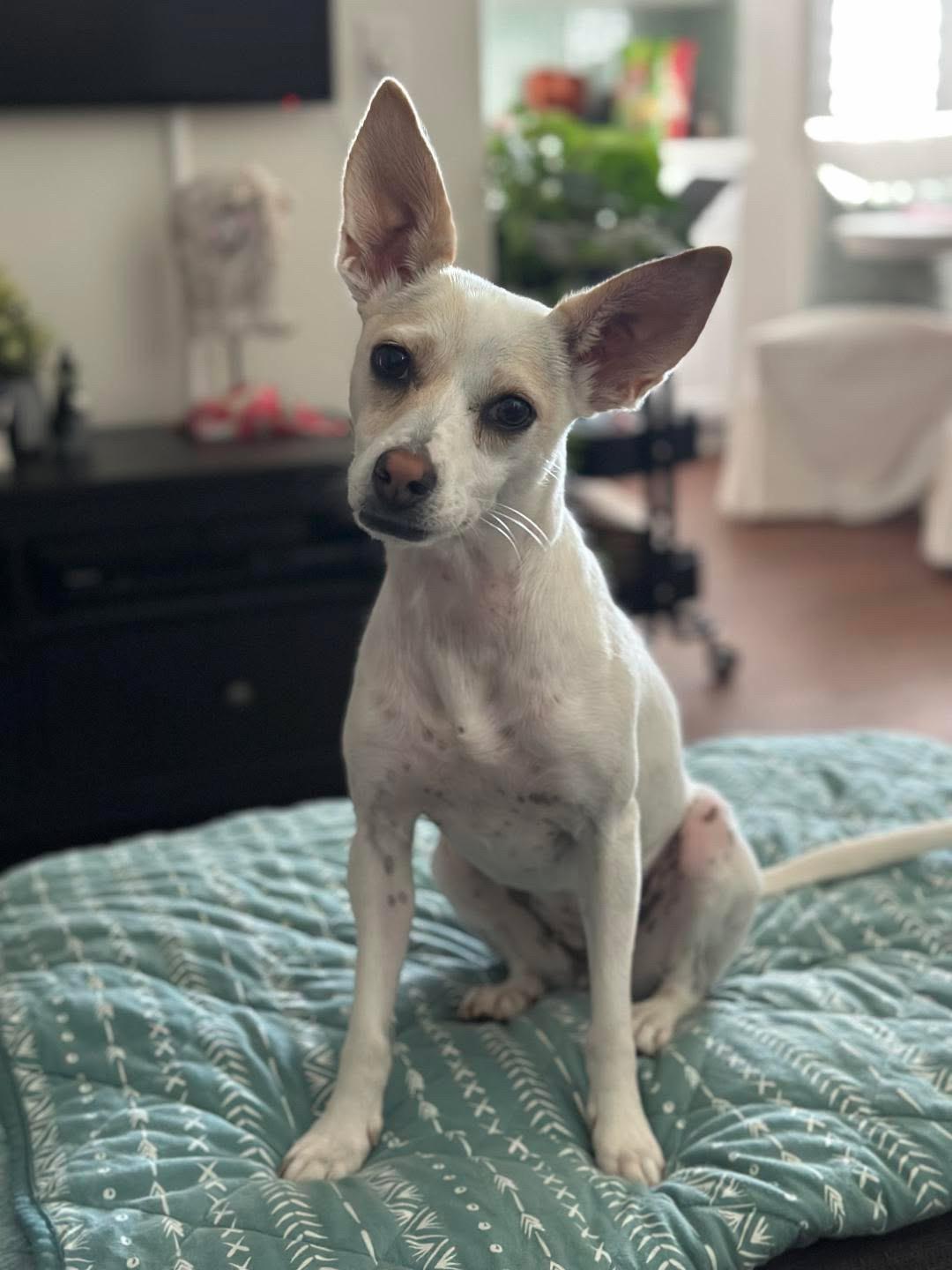 Kismet, a ADOPTABLE Chihuahua in San Diego, CA image 1/4