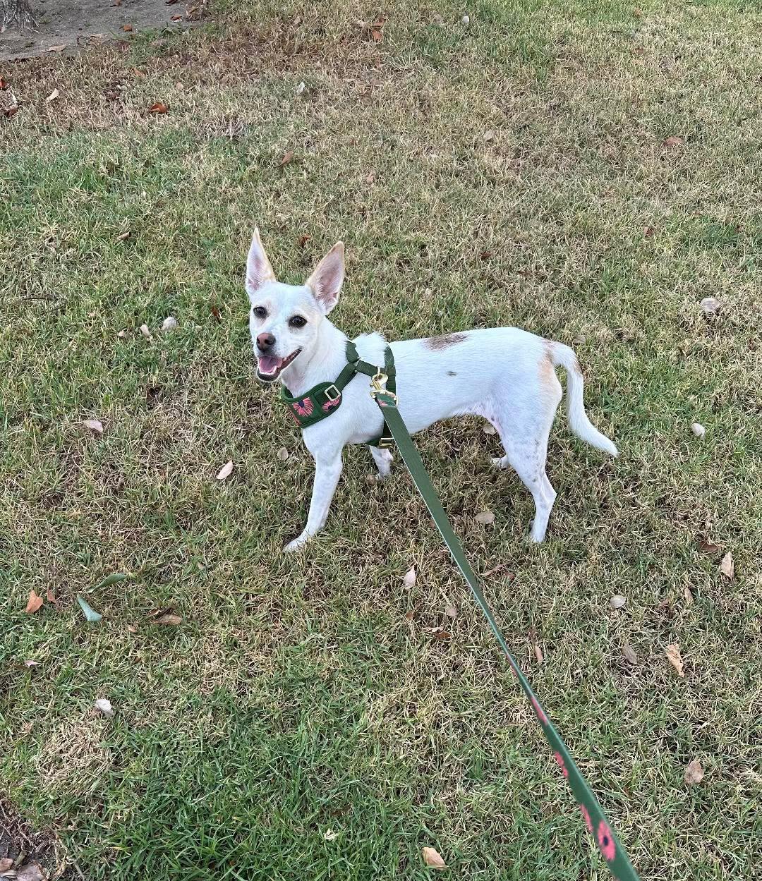 Kismet, a ADOPTABLE Chihuahua in San Diego, CA image 3/4