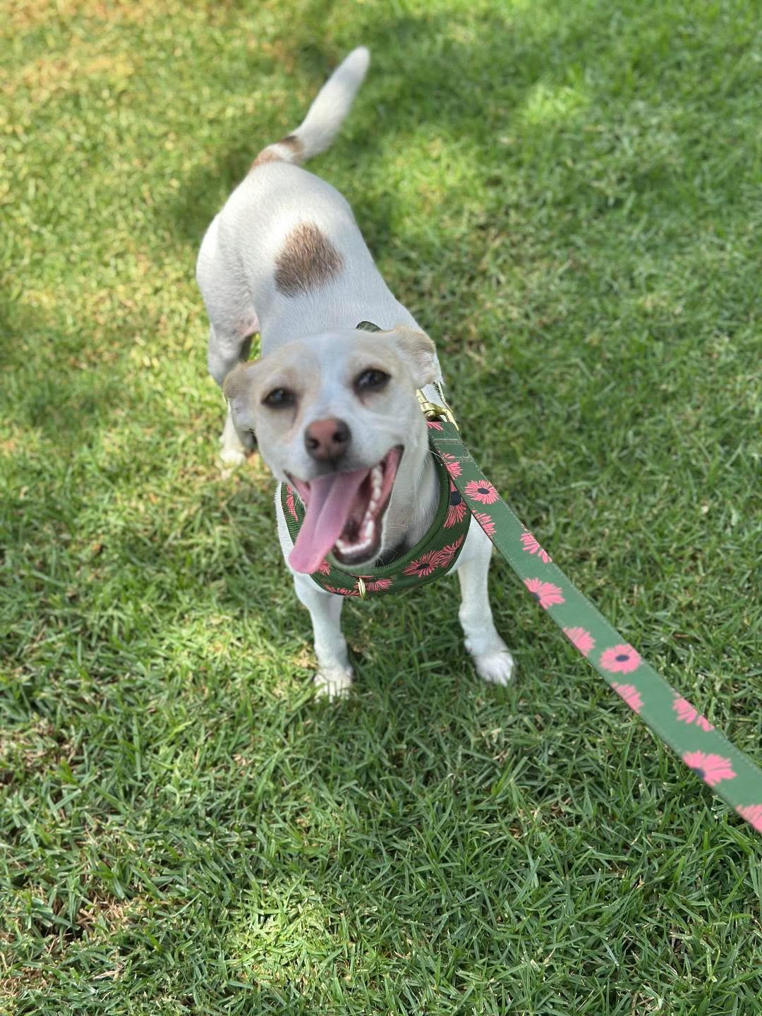 Kismet, a ADOPTABLE Chihuahua in San Diego, CA image 4/4
