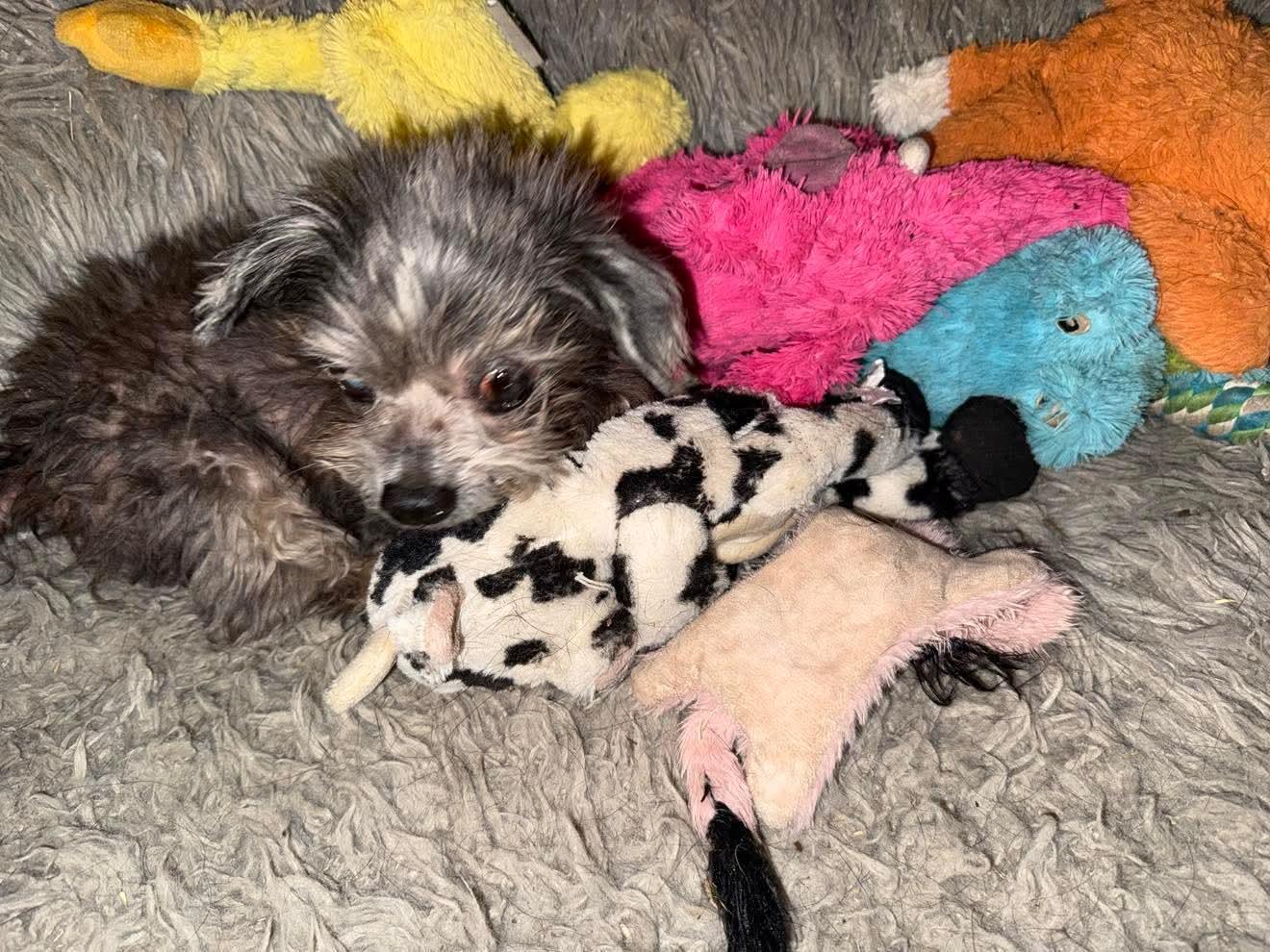 Popsicle, a Adoptable mixed breed in Los Angeles, CA image 3/5