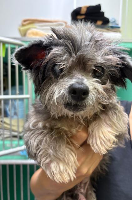 Popsicle, Adoptable, Senior Male Maltese.