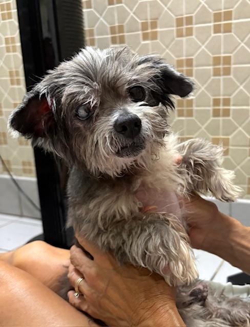 Popsicle, a Adoptable mixed breed in Los Angeles, CA image 2/5