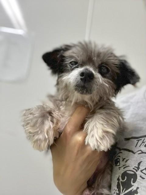 Popsicle, a Adoptable mixed breed in Los Angeles, CA image 5/5