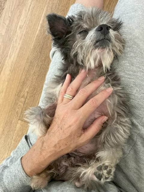 Popsicle, a Adoptable mixed breed in Los Angeles, CA image 4/5