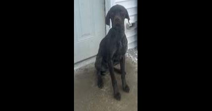 Enlarge Scout, a Adoptable Pointer in Owenton, KY image 1/1