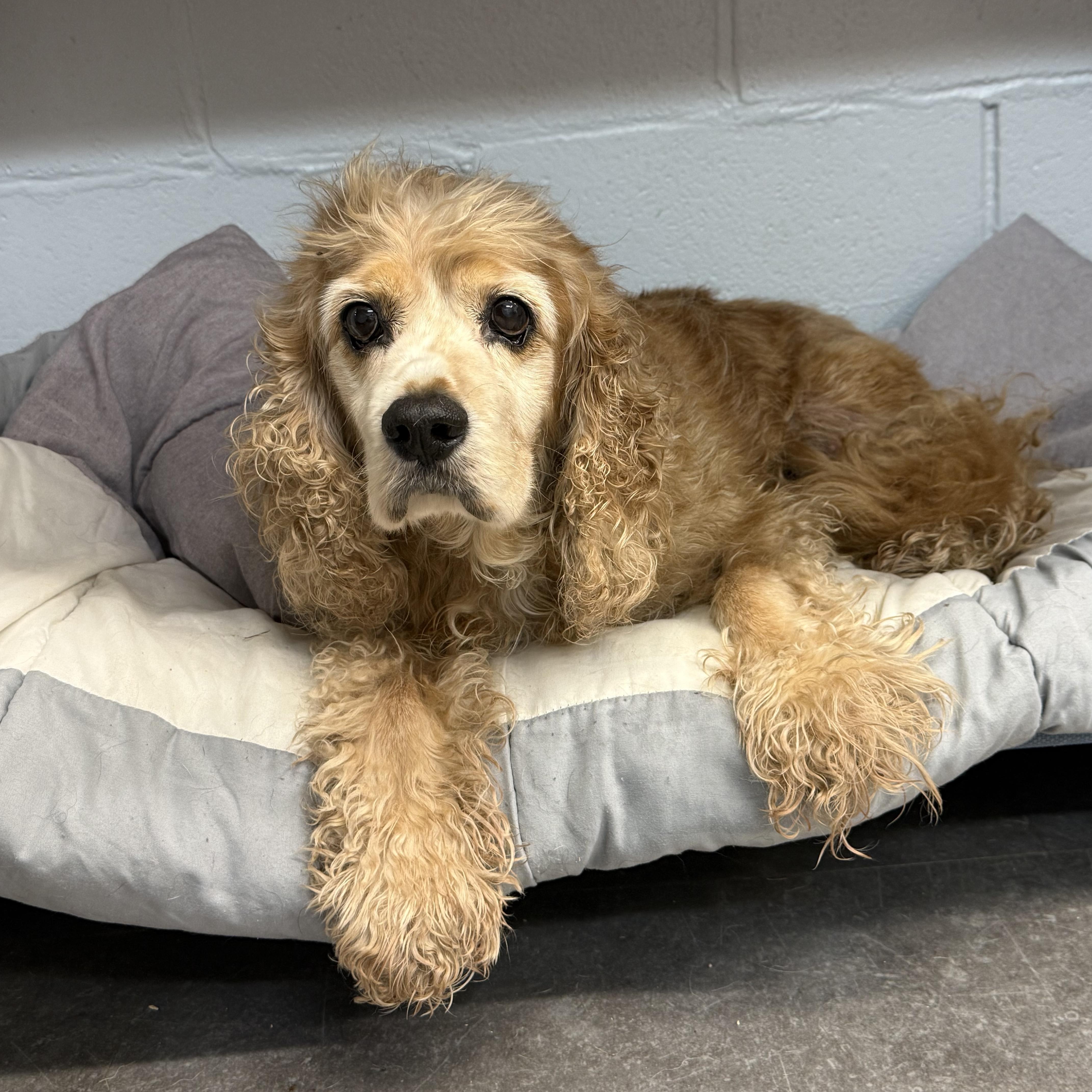 Enlarge Max, a Adopted Cocker Spaniel in Delhi, NY image 2/2
