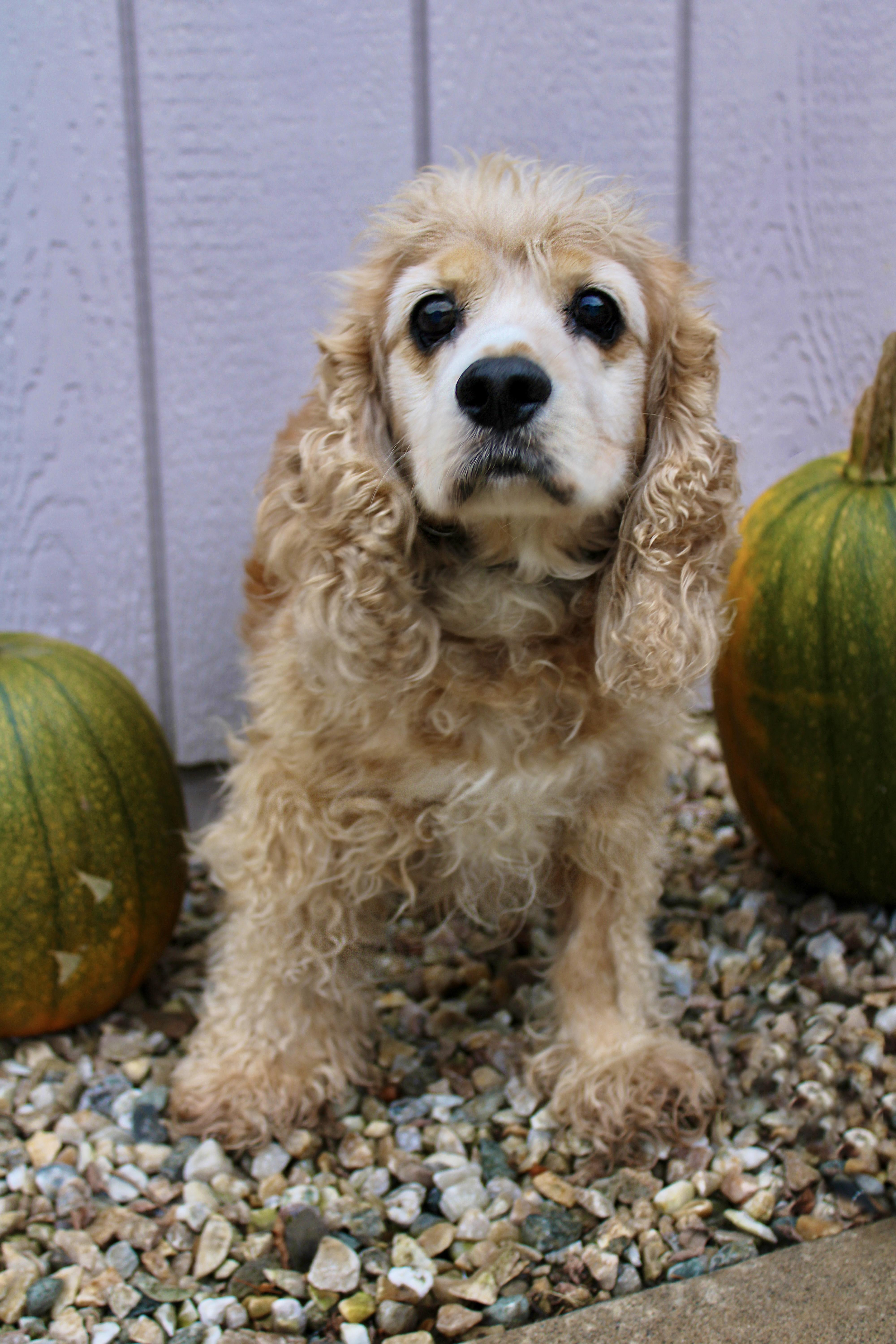 Enlarge Max, a Adopted Cocker Spaniel in Delhi, NY image 1/2