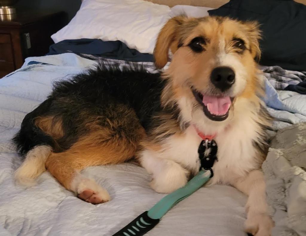 Tae, Adopted, Young Female Beagle & Poodle.