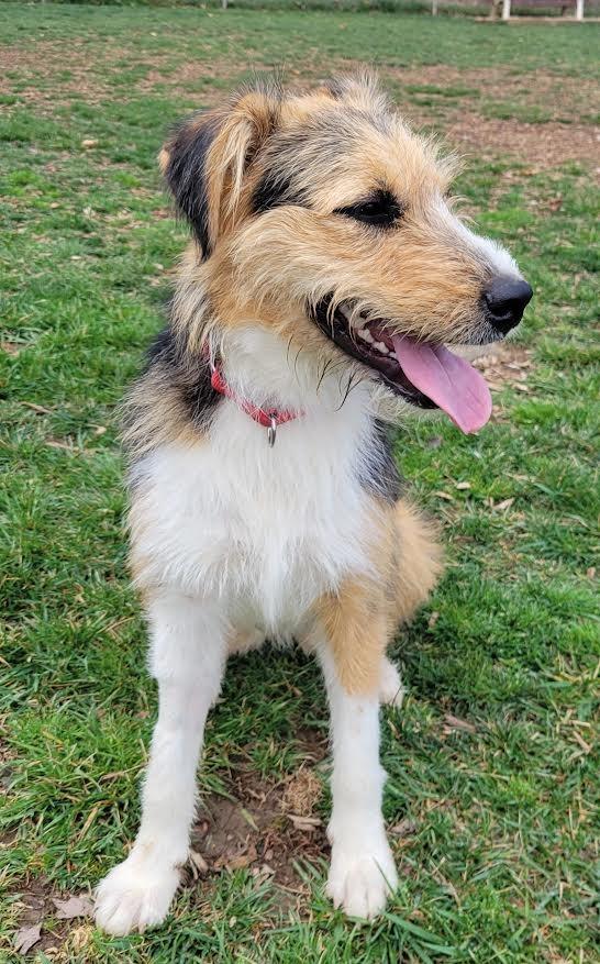 Enlarge Tae, a Adopted mixed breed in Crossville, TN image 2/6