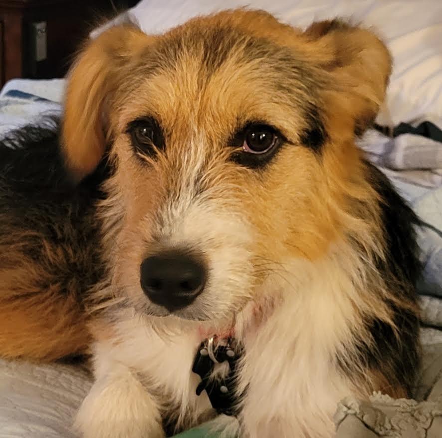 Enlarge Tae, a Adopted mixed breed in Crossville, TN image 3/6