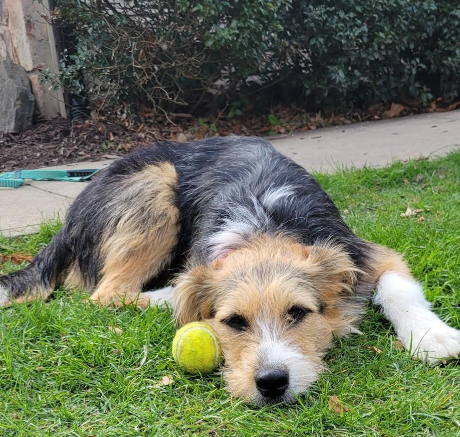 Enlarge Tae, a Adopted mixed breed in Crossville, TN image 4/6