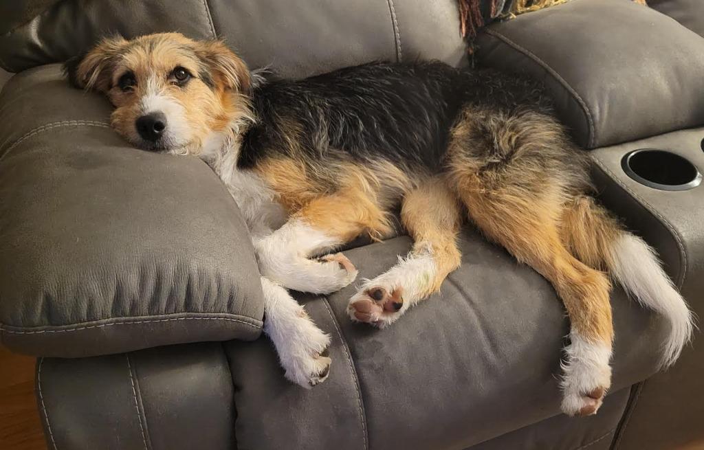 Enlarge Tae, a Adopted mixed breed in Crossville, TN image 5/6