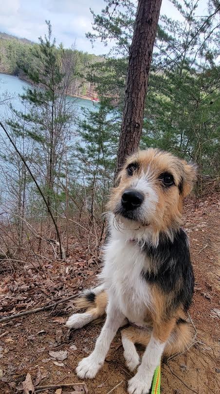 Enlarge Tae, a Adopted mixed breed in Crossville, TN image 6/6