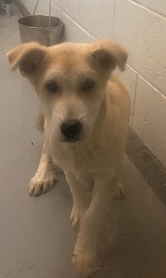Conway Twitty, Adoptable, Puppy Male Great Pyrenees & Mixed Breed.