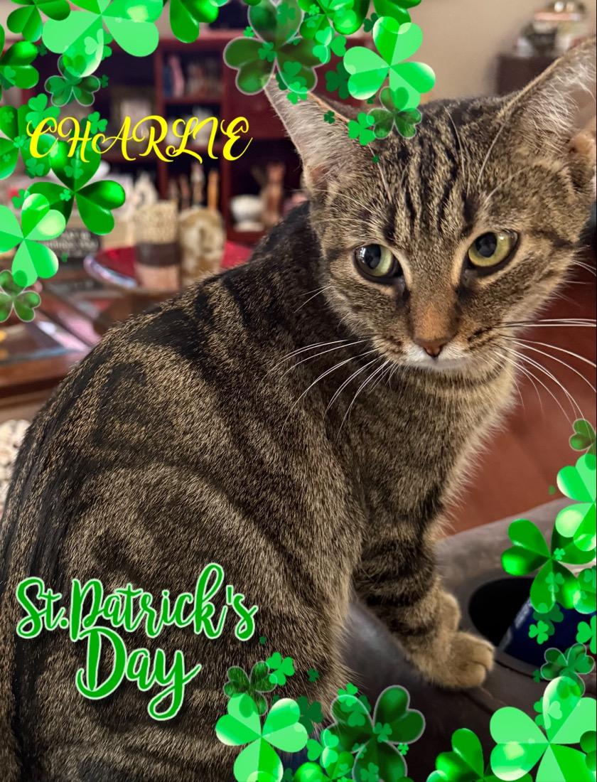 Charlie, adoptable, Young Female Tabby.