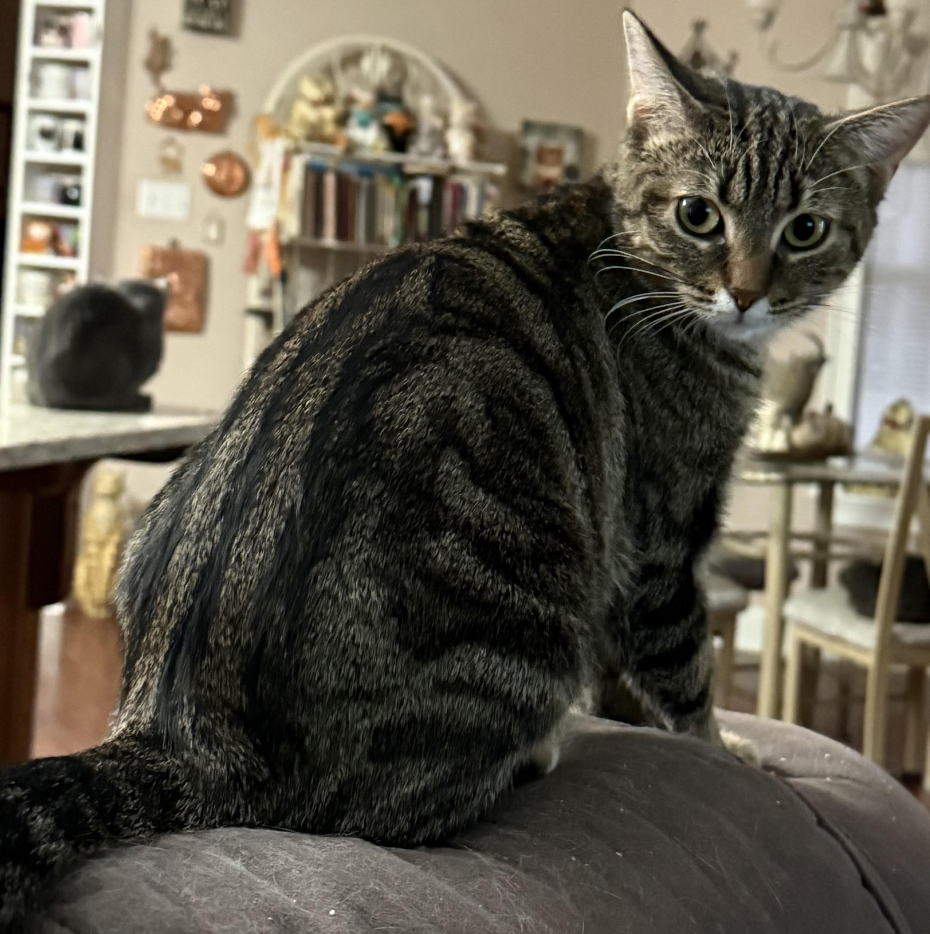 Enlarge Charlie, a ADOPTABLE Tabby in Maryville, TN image 2/4