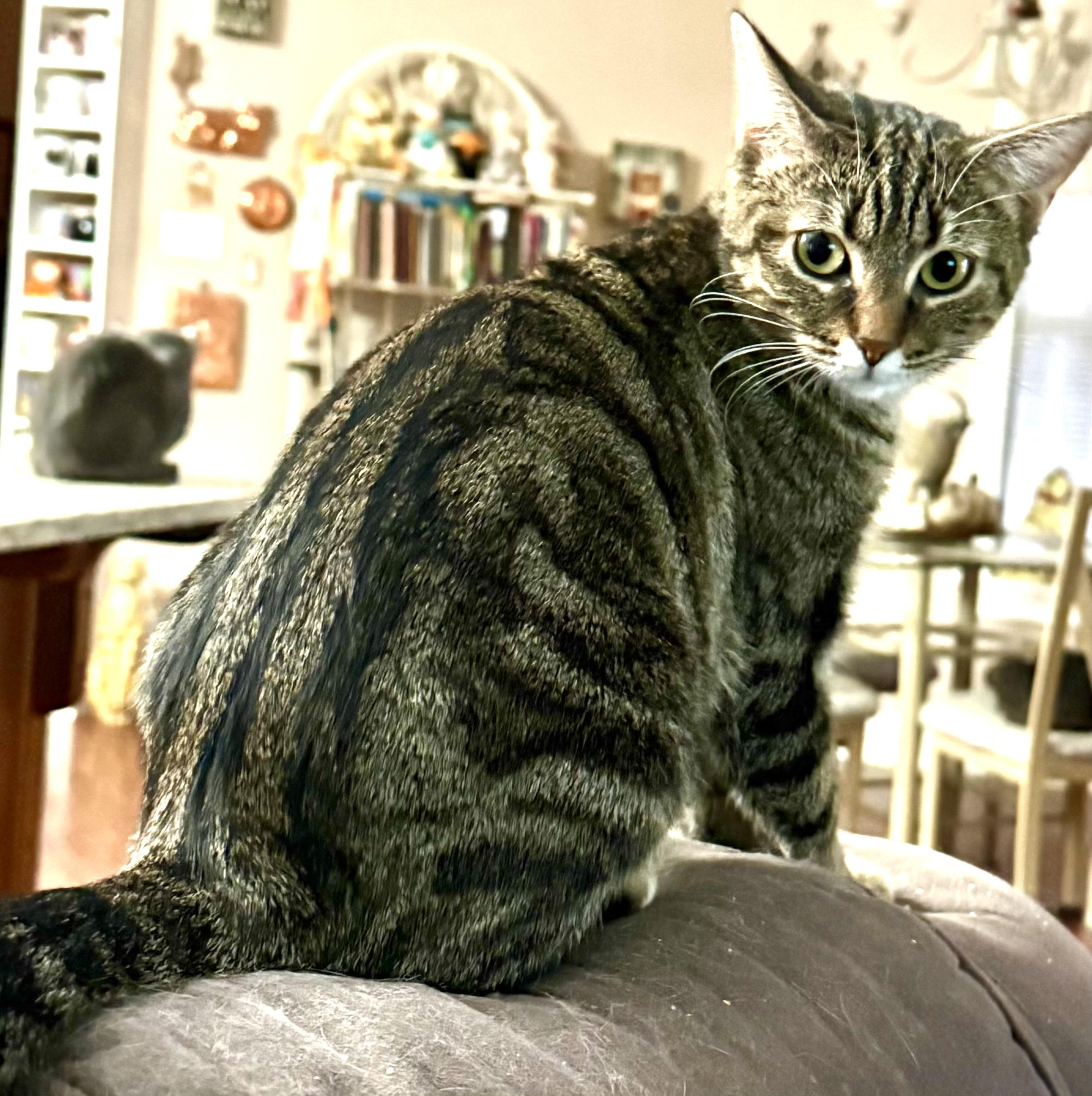 Enlarge Charlie, a ADOPTABLE Tabby in Maryville, TN image 1/4