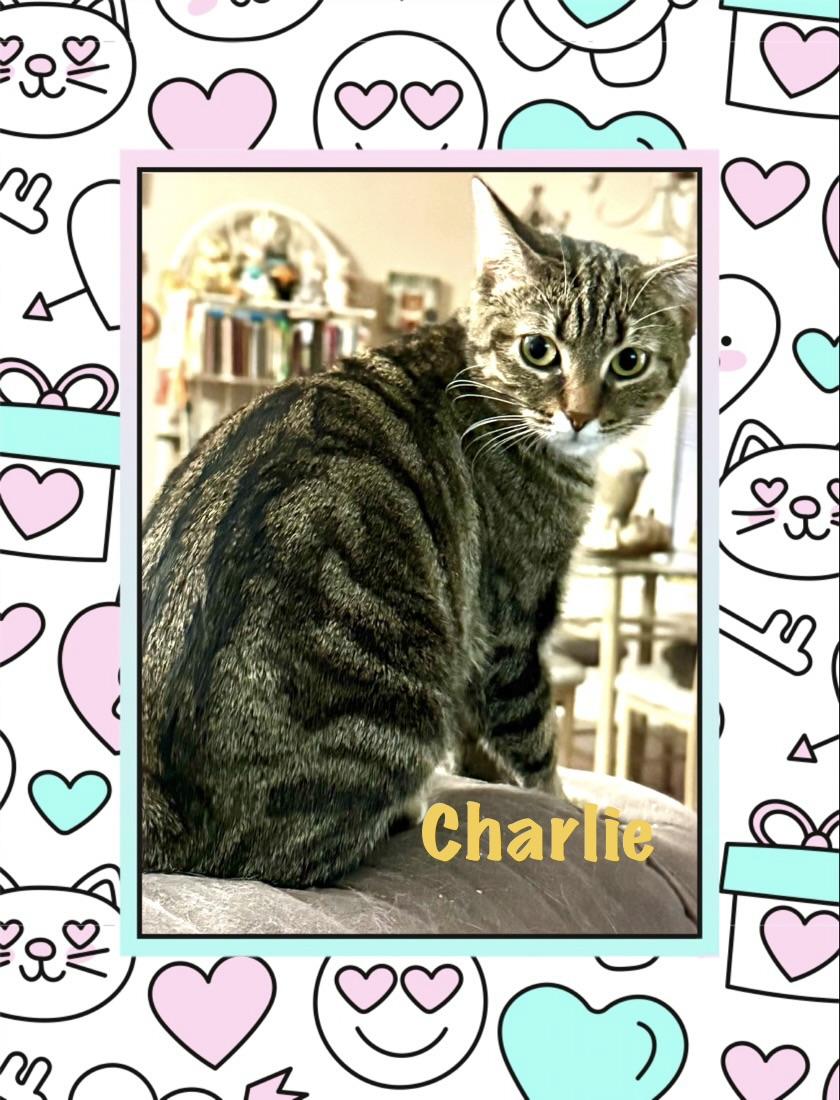 Charlie, adoptable, Young Female Tabby.