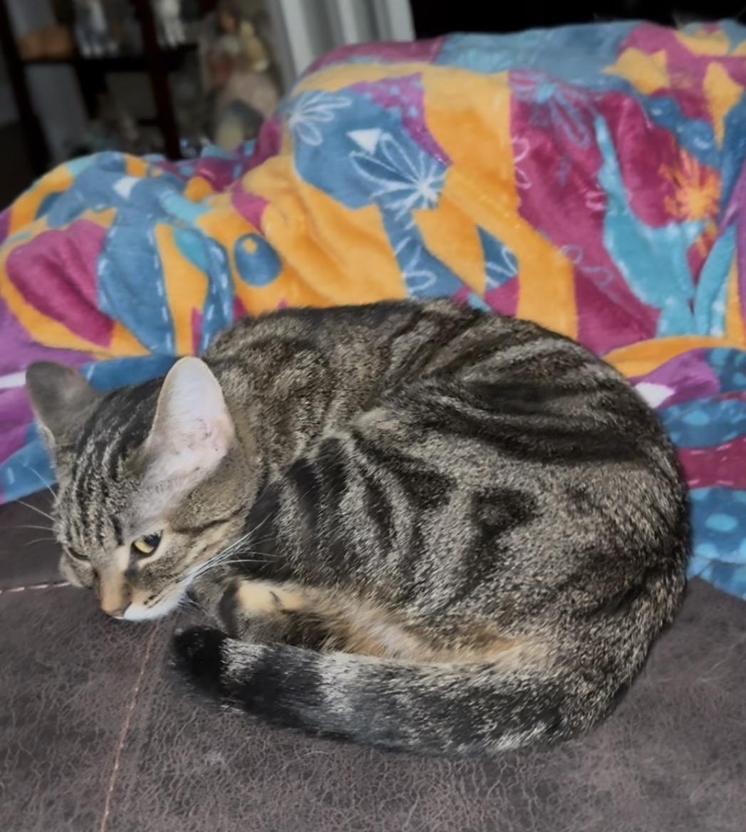 Enlarge Charlie, a ADOPTABLE Tabby in Maryville, TN image 3/4