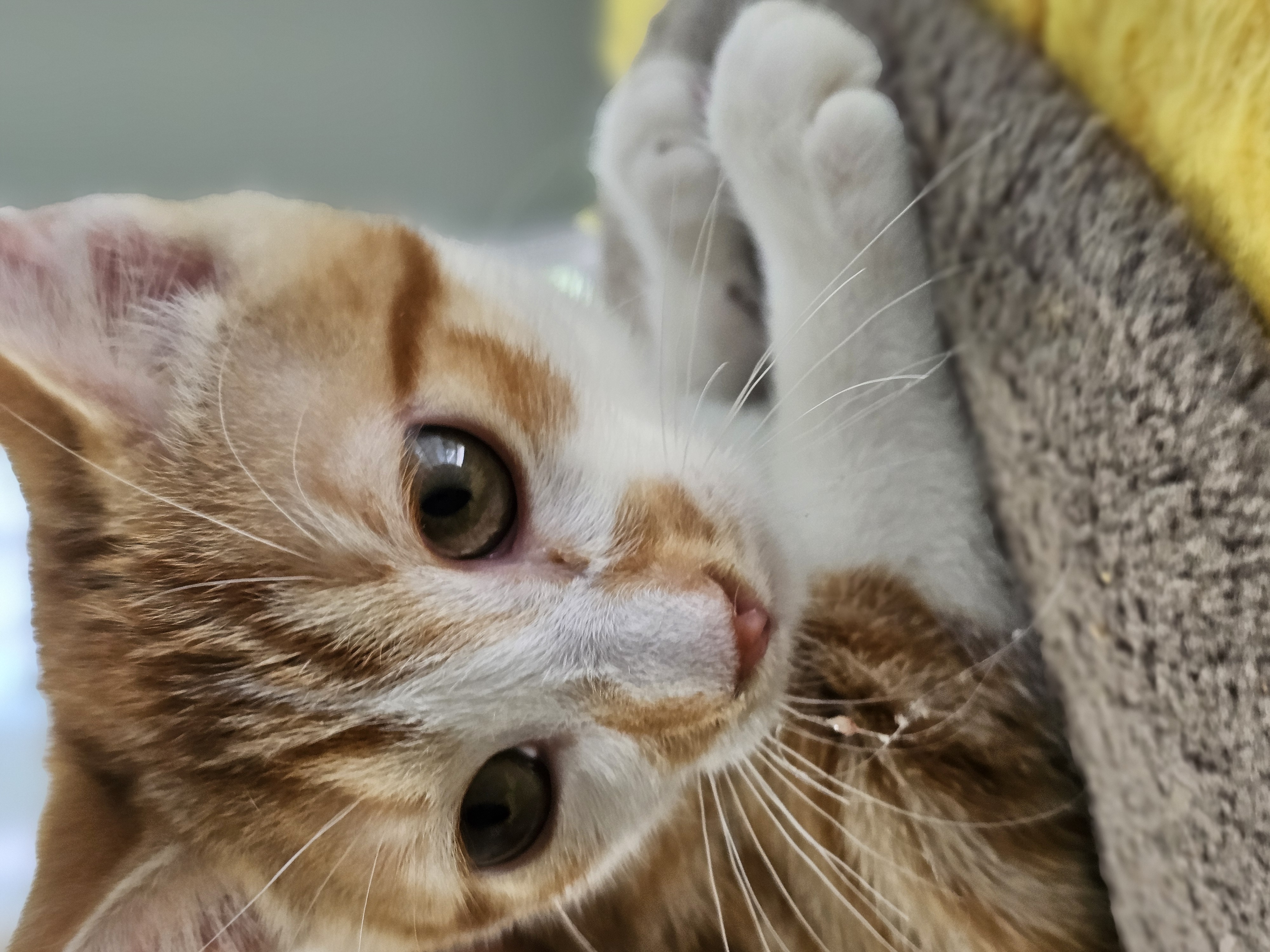 Enlarge Saffron, a Adopted Domestic Short Hair in Pleasantville, NJ image 1/1