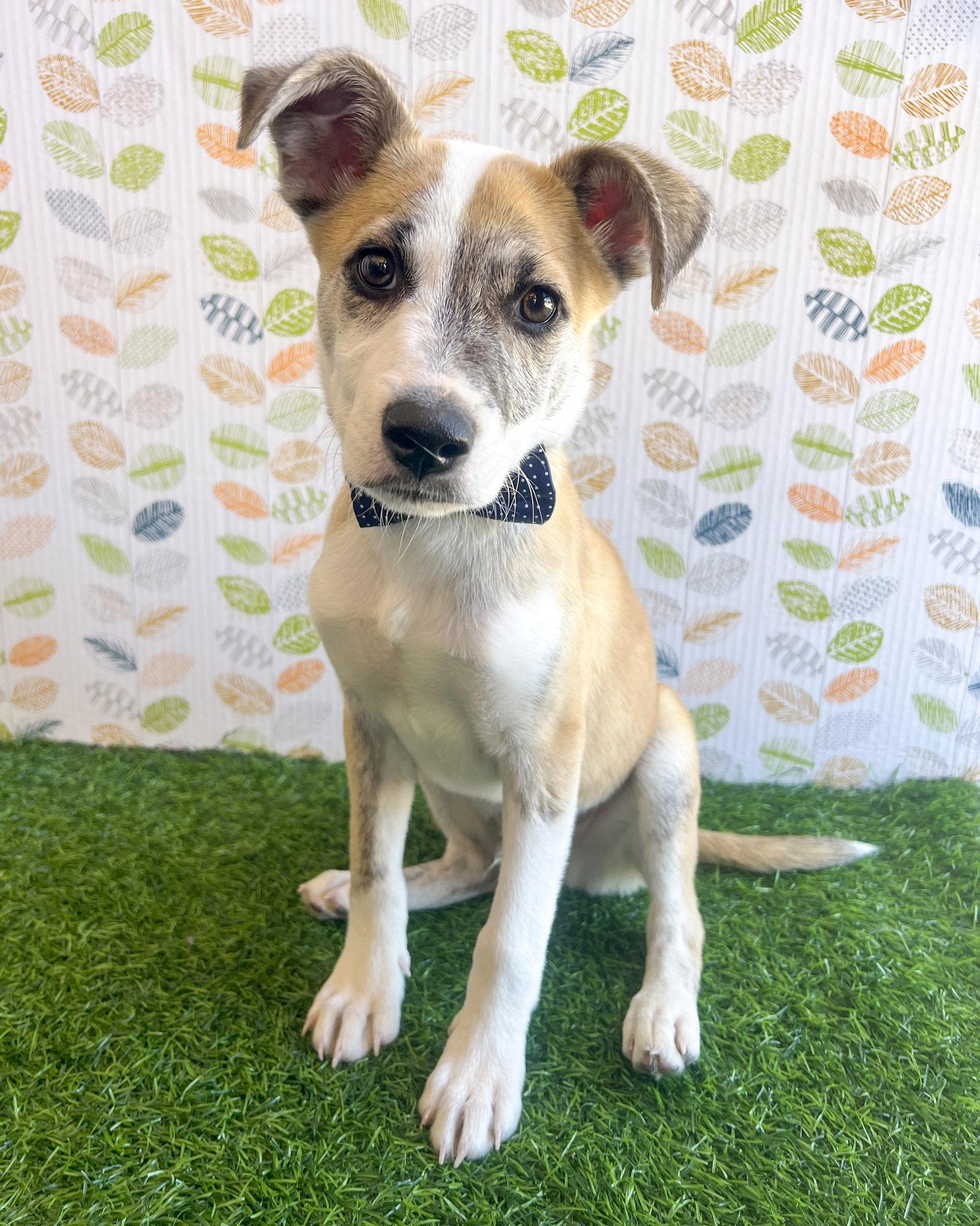 Benjamin, Adoptable, Puppy Male Terrier.