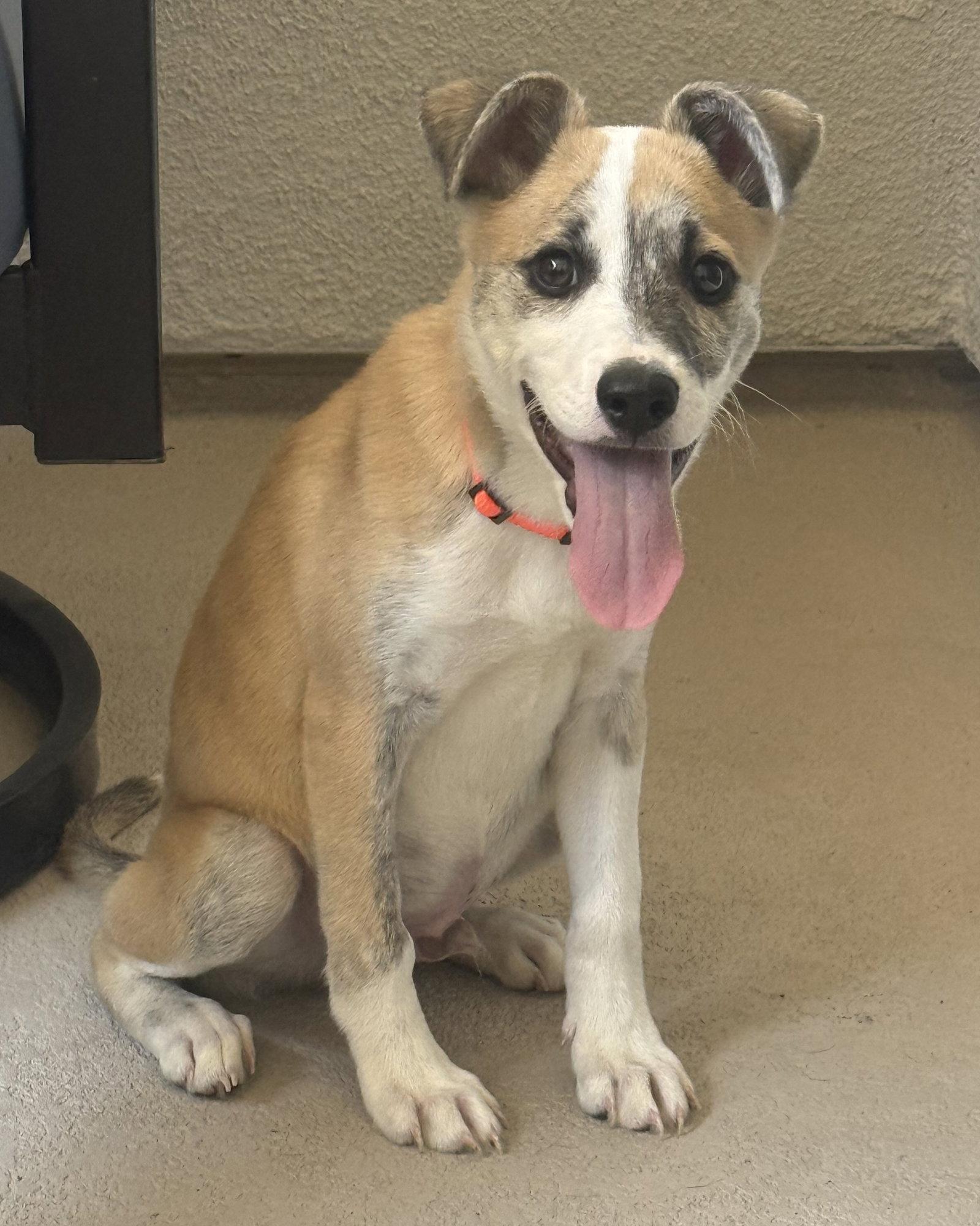 Enlarge Benjamin, a Adoptable Terrier in Corona, CA image 2/3