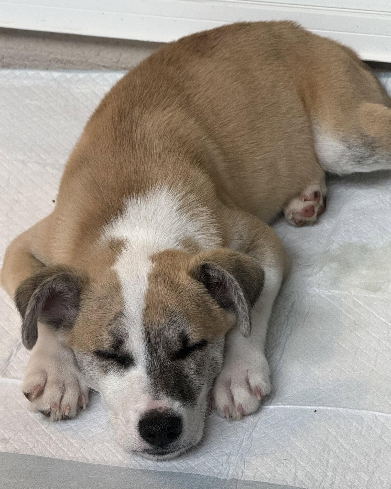 Enlarge Benjamin, a Adoptable Terrier in Corona, CA image 3/3