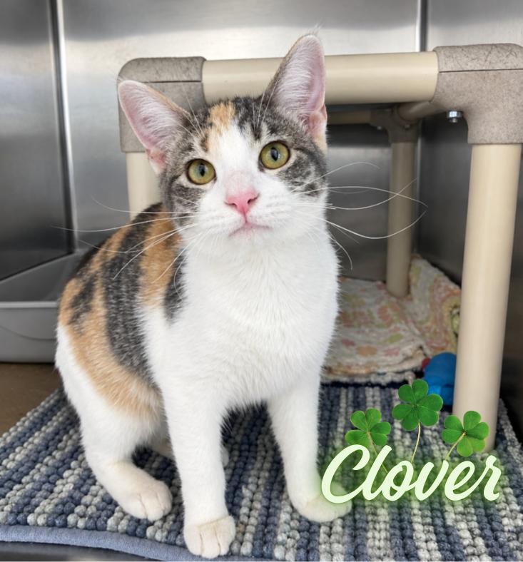 Enlarge Clover, a Adoptable Domestic Short Hair in Nevada, IA image 1/1