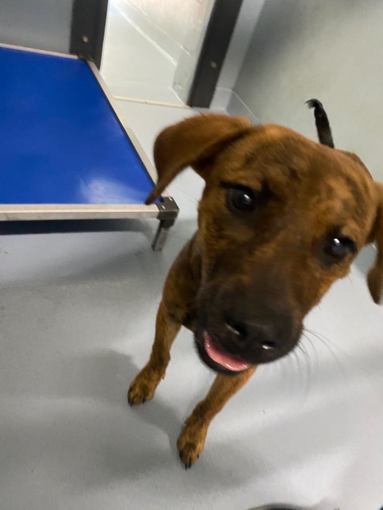 Preston, Adoptable, Puppy Male Mixed Breed.