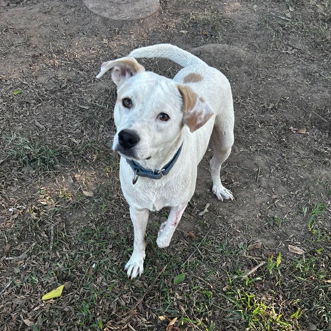 Enlarge Ricky, a Adoptable mixed breed in Hartford, CT image 1/4