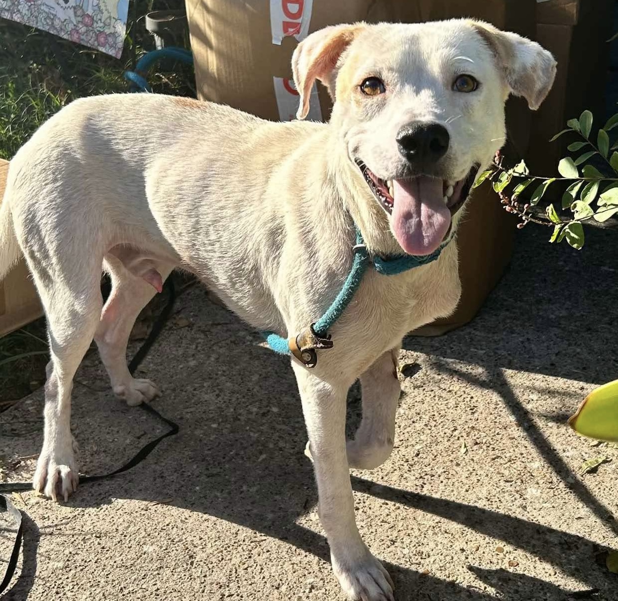 Enlarge Ricky, a Adoptable mixed breed in Hartford, CT image 2/4