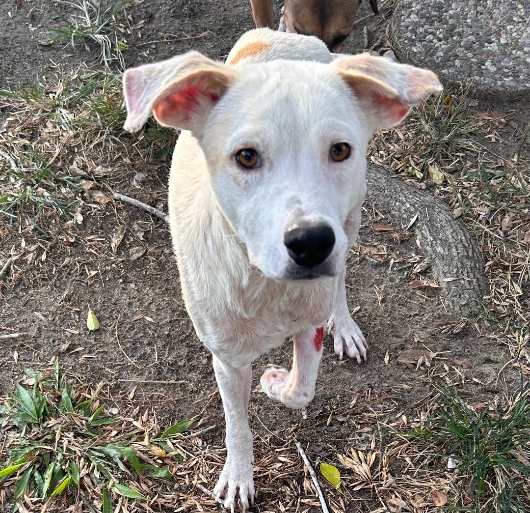 Enlarge Ricky, a Adoptable mixed breed in Hartford, CT image 3/4