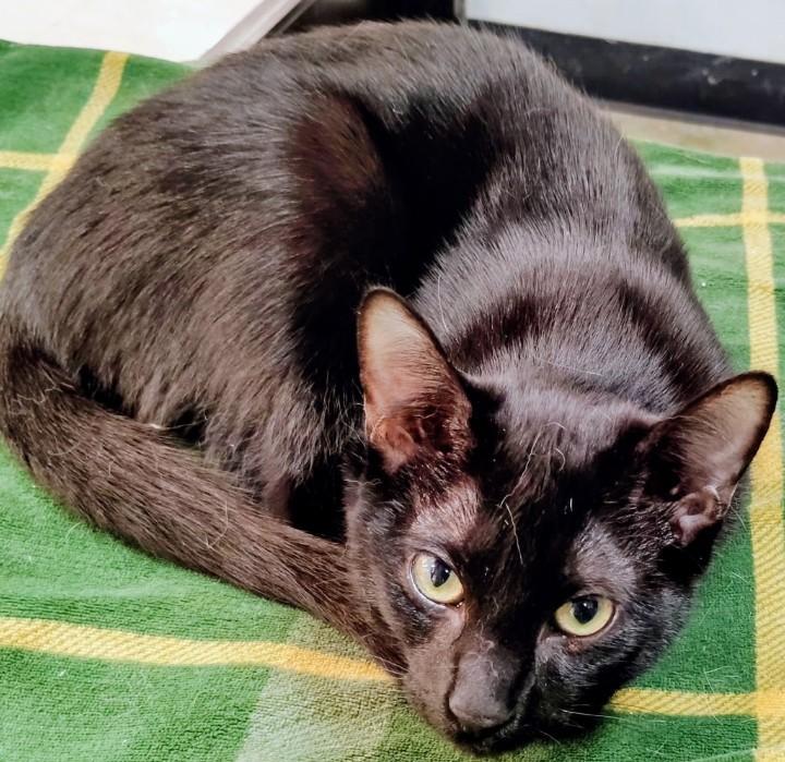 Silas, adopted, Kitten Male Domestic Short Hair.