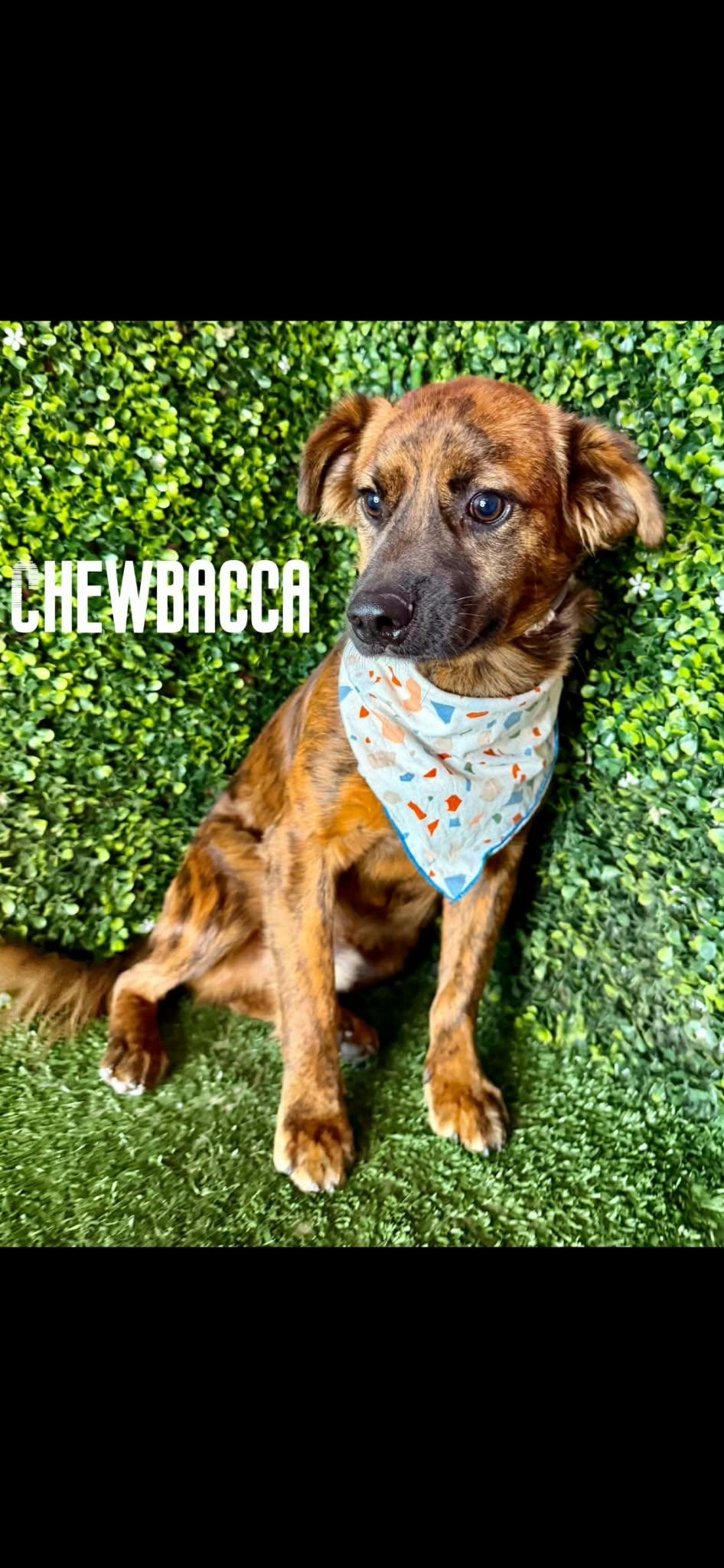 Enlarge CHEWBACCA, a Adoptable mixed breed in Langley, BC image 4/4