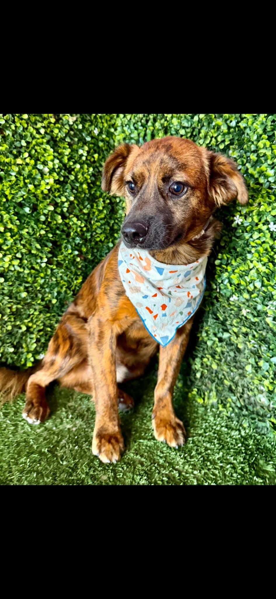 Enlarge CHEWBACCA, a Adoptable mixed breed in Langley, BC image 3/4