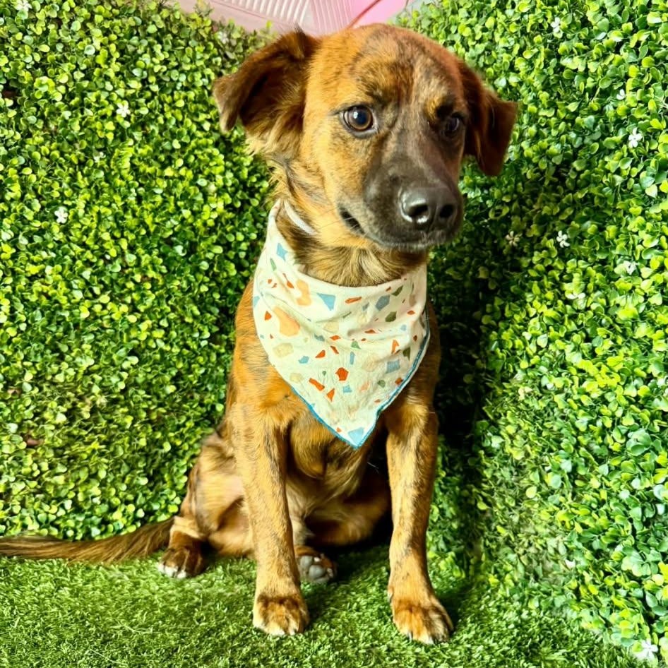 Enlarge CHEWBACCA, a Adoptable mixed breed in Langley, BC image 1/4