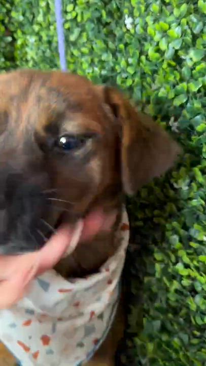 Enlarge CHEWBACCA, a Adoptable mixed breed in Langley, BC video 2/4