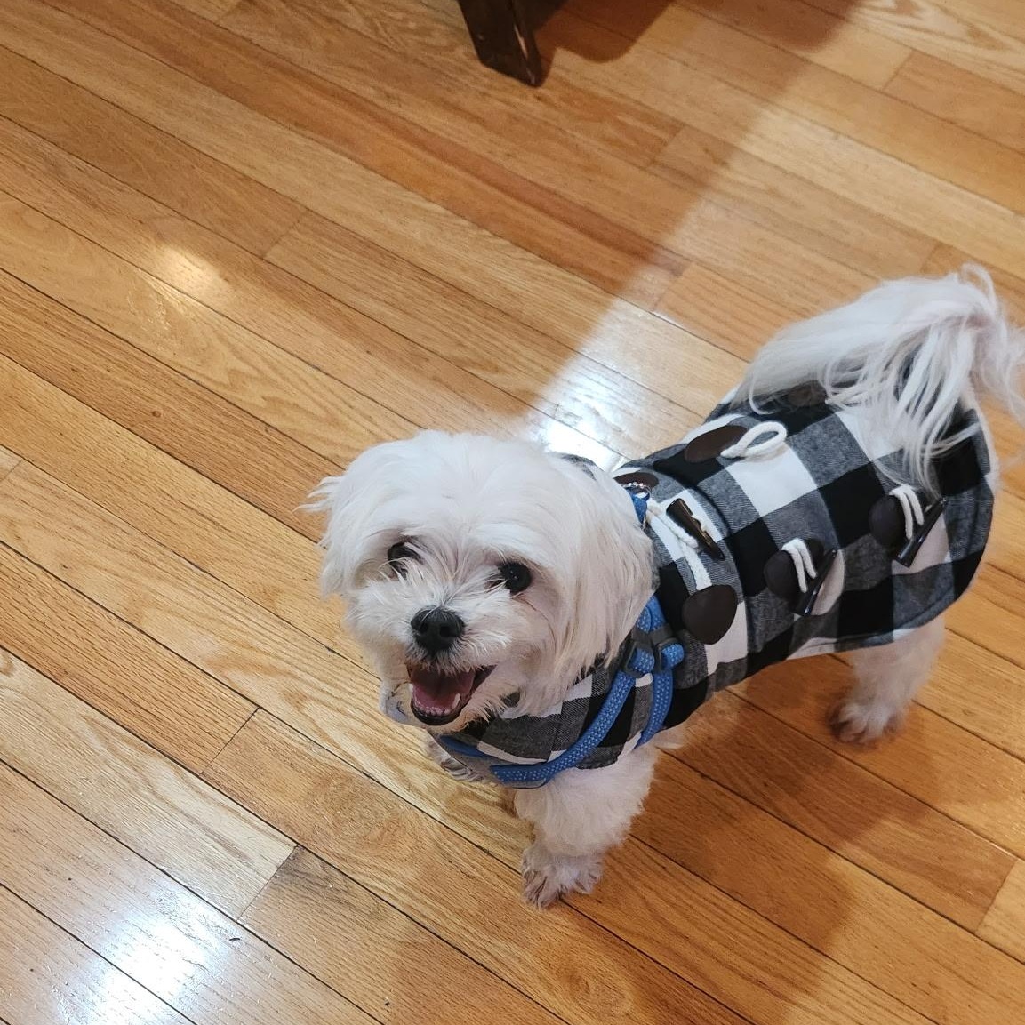 Enlarge Prince Charlie , a ADOPTABLE Maltese in Mount Prospect, IL image 1/4