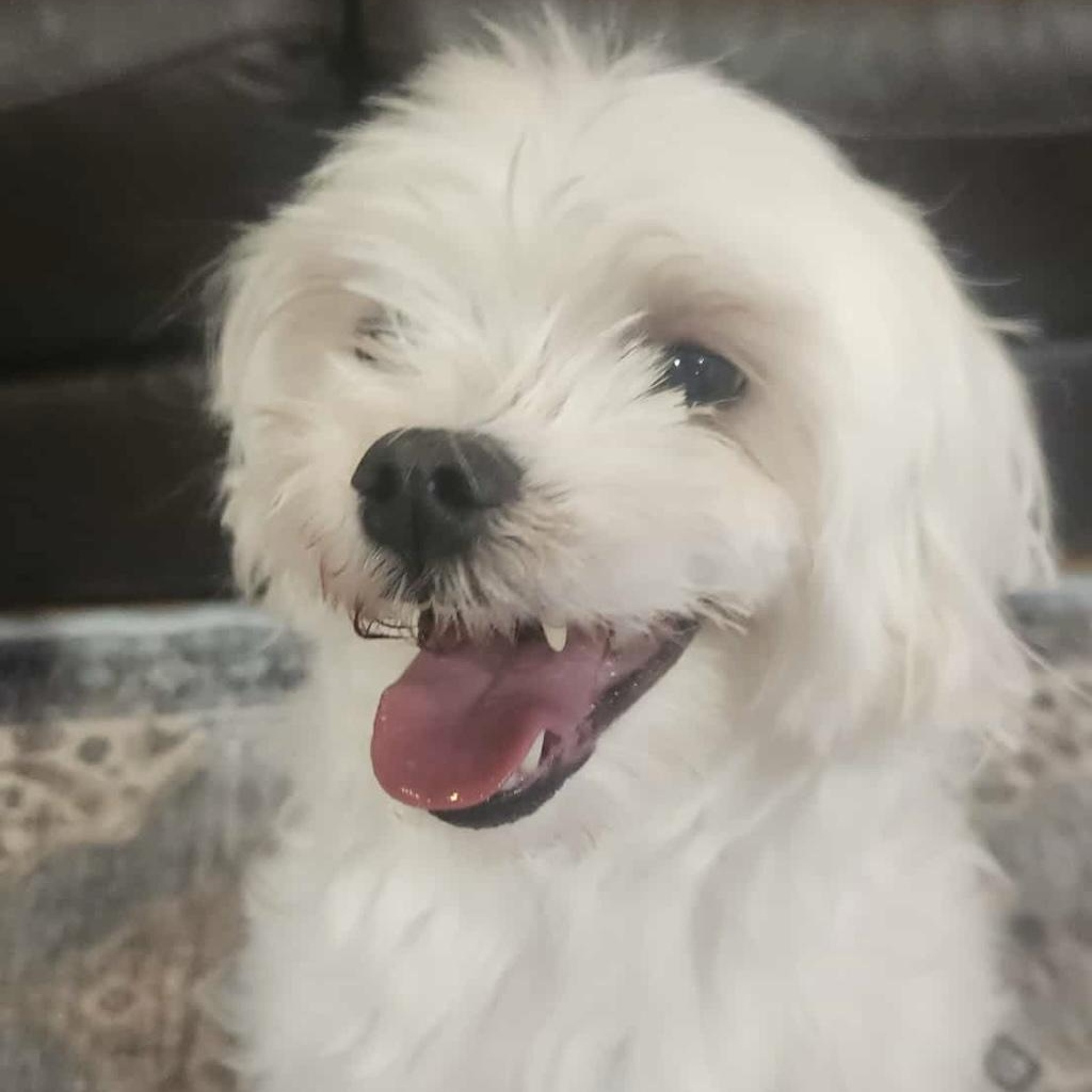 Enlarge Prince Charlie , a ADOPTABLE Maltese in Mount Prospect, IL image 2/4