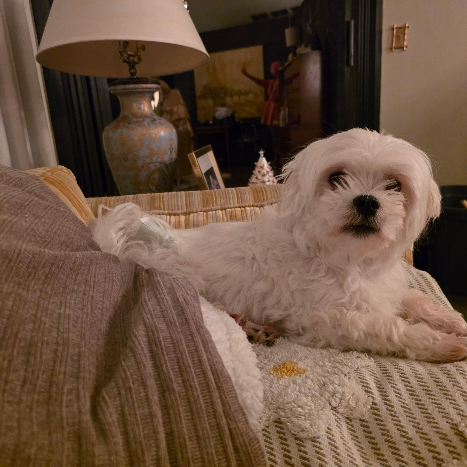 Prince Charlie , ADOPTABLE, Adult Male Maltese.