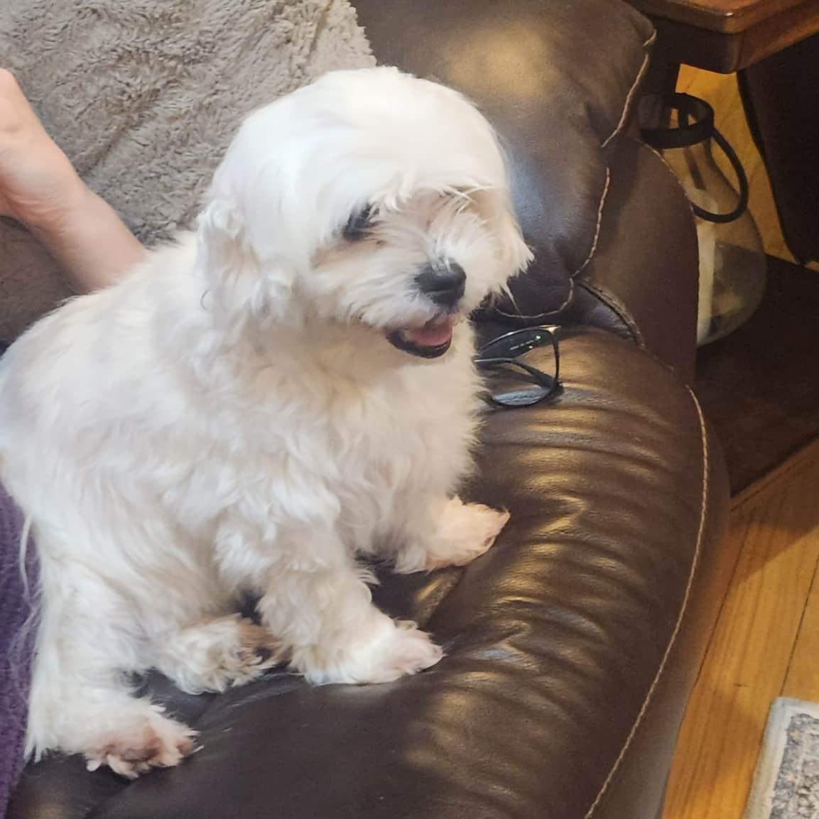 Enlarge Prince Charlie , a ADOPTABLE Maltese in Mount Prospect, IL image 4/4