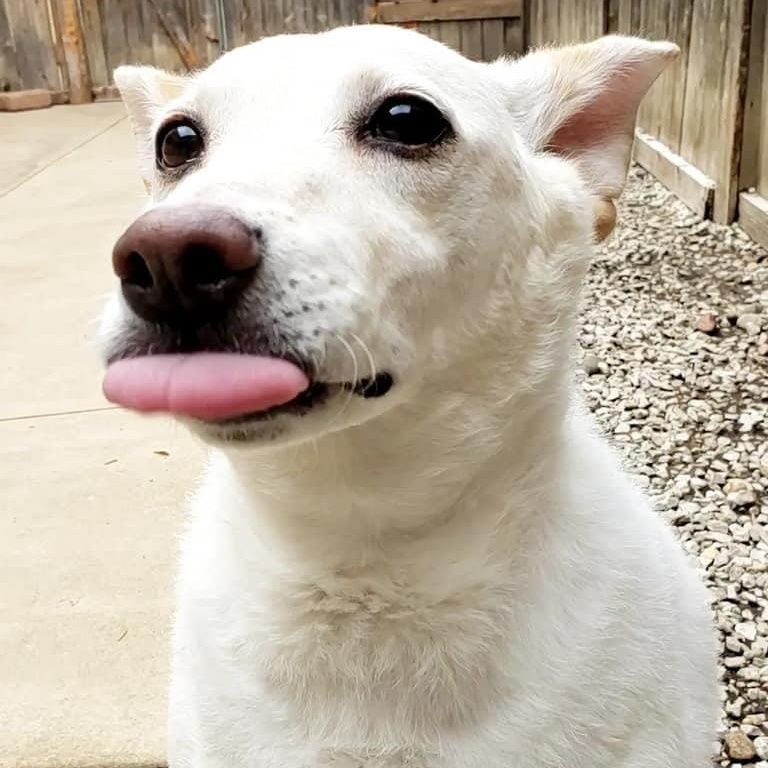 Pringles, a Adoptable mixed breed in Wheeling, IL image 5/6