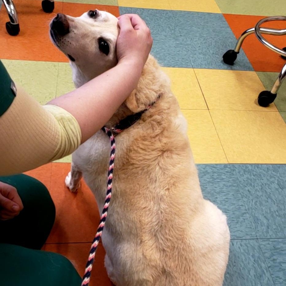 Pringles, a Adoptable mixed breed in Wheeling, IL image 2/6