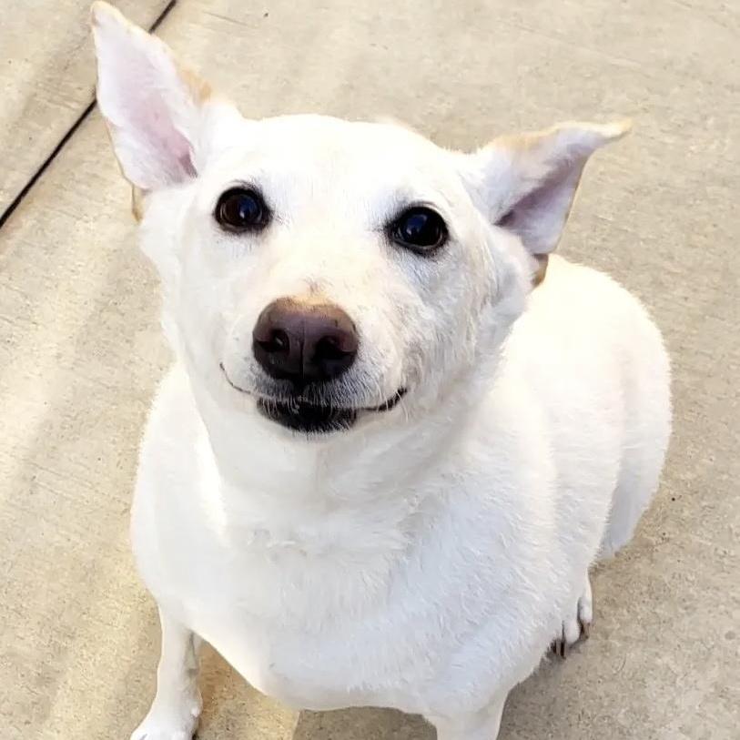 Pringles, a Adoptable mixed breed in Wheeling, IL image 6/6